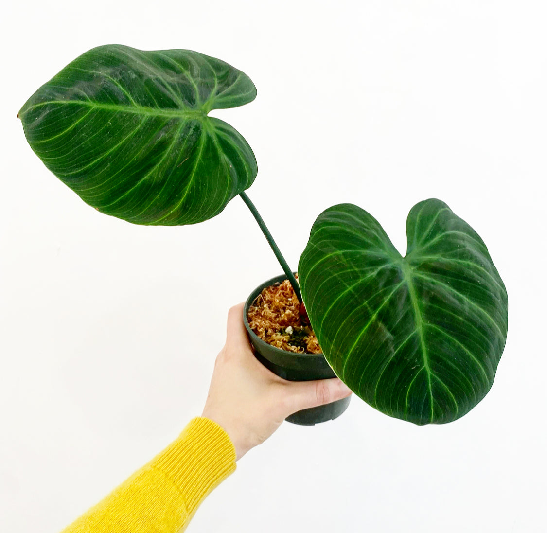 Philodendron rubrijuvenilum sp. 'El Choco Red'