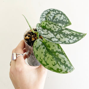 scindapsus-pictus-silver-lady