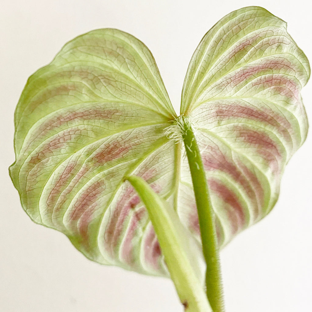 philodendron-verrucosum-1