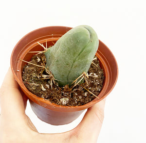 Penis Cactus (Echinopsis lageniformis f. monstrose)
