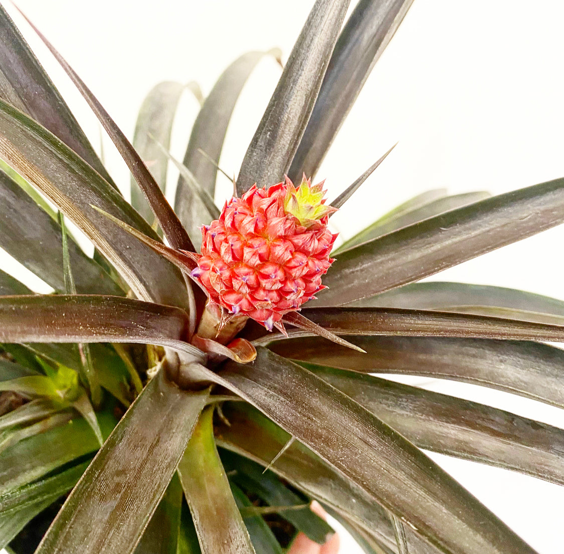 Pineapple Plant