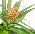 Load image into Gallery viewer, Pineapple Plant
