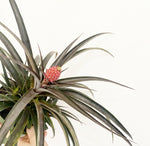 Load image into Gallery viewer, Pineapple plant
