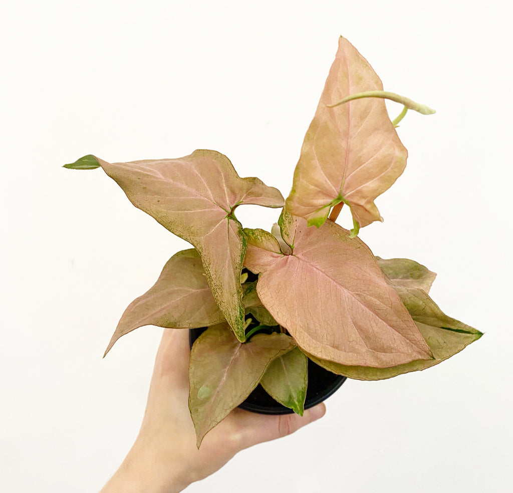 Syngonium Pink Perfection