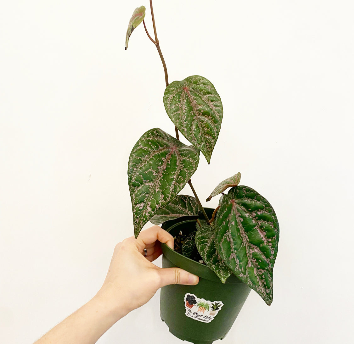 Piper ornatum ‘Red Betel’