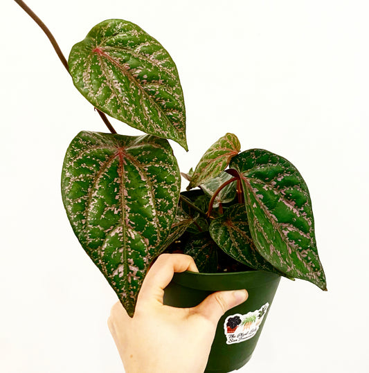 Piper ornatum ‘Red Betel’