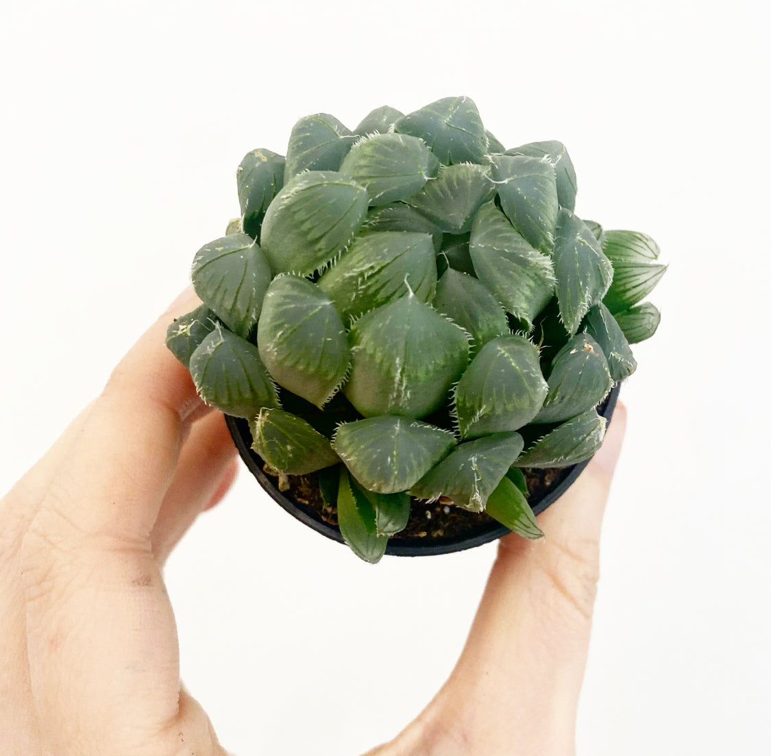 Haworthia cooperi