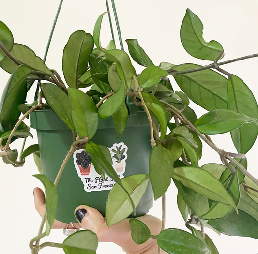 hoya-carnosa