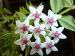 Load image into Gallery viewer, Hoya bella albomarginata
