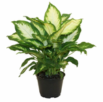 Load image into Gallery viewer, Dieffenbachia  &#39;Camille&#39;
