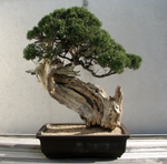 Load image into Gallery viewer, Bonsai Tree | Seed Grow Kit

