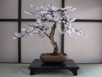 Load image into Gallery viewer, Bonsai Tree | Seed Grow Kit
