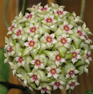 Hoya wibergiae