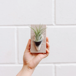 Load image into Gallery viewer, Carter and Rose Wood Wall Planter
