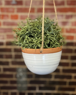 Load image into Gallery viewer, Hanging Ceramic Planters by Gravesco Pottery
