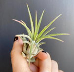 Load image into Gallery viewer, Tillandsia ionantha &#39;Rubra&#39;
