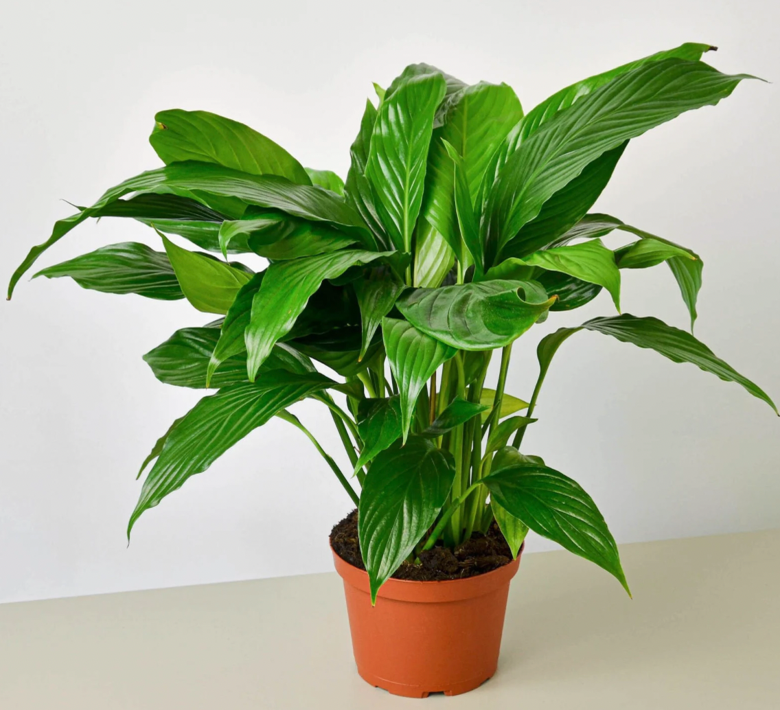 Spathiphyllum  (Peace Lily)