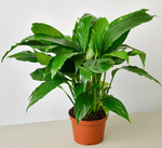 Load image into Gallery viewer, Spathiphyllum  (Peace Lily)
