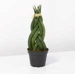 Load image into Gallery viewer, Sansevieria &#39;Dragon Fingers&#39;
