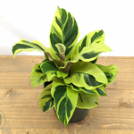 Load image into Gallery viewer, Calathea &#39;Yellow Fusion&#39;
