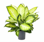 Load image into Gallery viewer, Dieffenbachia &#39;Tropic Maryanne&#39;
