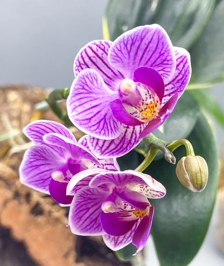 Phalaenopsis Sogo Vivien 'Leaf's Edge' (Variegated Moth Orchid)