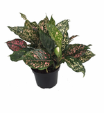 Load image into Gallery viewer, Aglaonema &#39;Pink Dalmation&#39;
