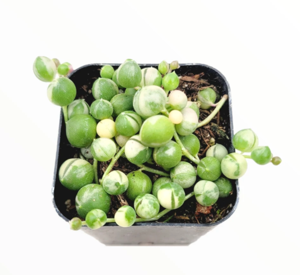 String of Pearls - Variegated