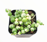 Load image into Gallery viewer, String of Pearls - Variegated
