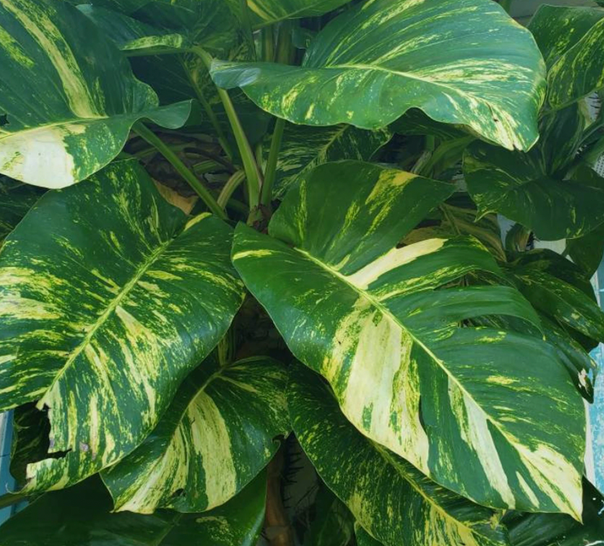Hawaiin Pothos (Mature Epipremnum aureum)