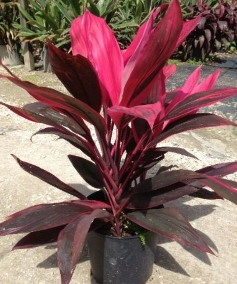 Cordyline fruticosa 'Electra' – The Plant Lady SF