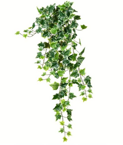 Ivy Plant (Hedera helix)