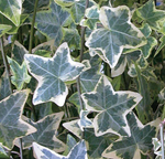 Load image into Gallery viewer, Ivy Plant (Hedera helix)
