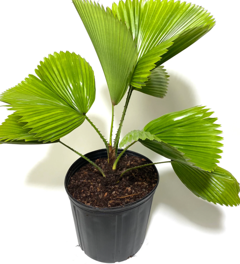 Licuala grandis (Ruffled Fan Palm)