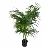 Load image into Gallery viewer, Kentia Palm (Howea forsteriana)
