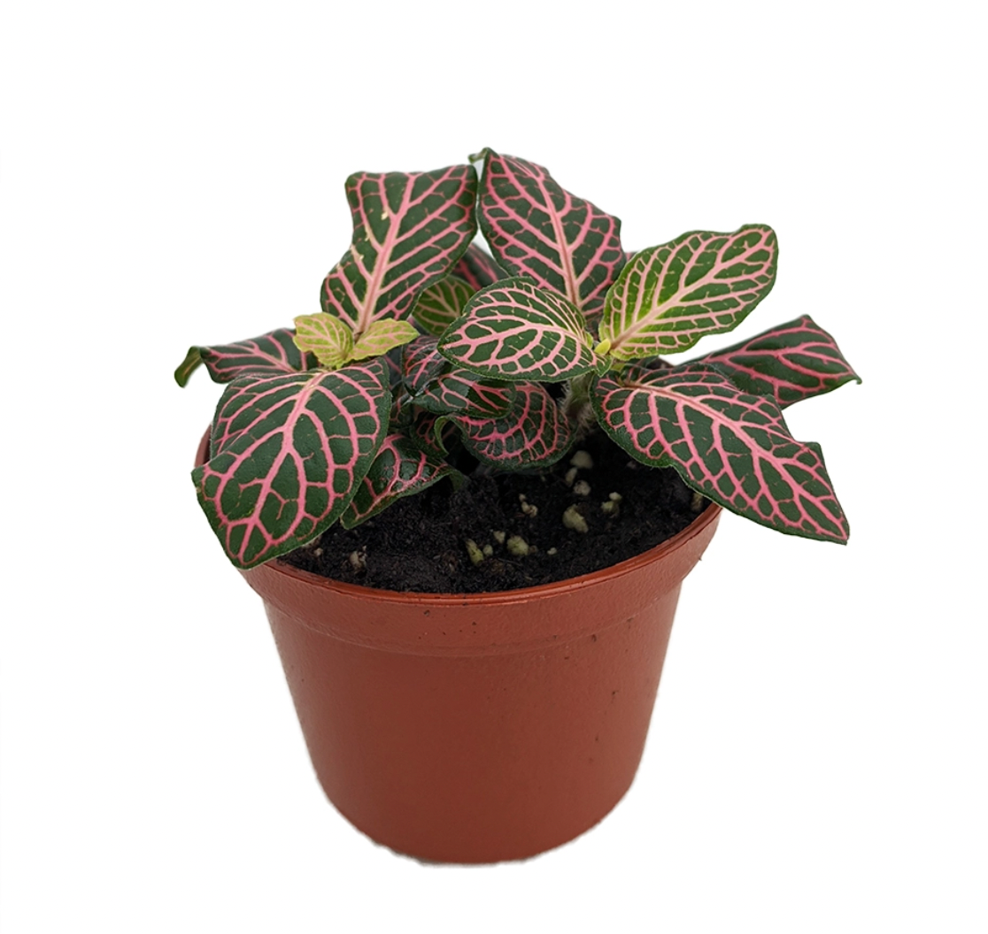 Fittonia ‘Ruby Red’