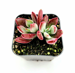 Load image into Gallery viewer, Echeveria harmsii &#39;Devotion&#39;
