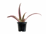 Load image into Gallery viewer, Cryptanthus &#39;Elaine&#39;

