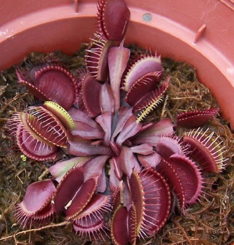 Dionaea muscipula "Red Dragon Flytrap"