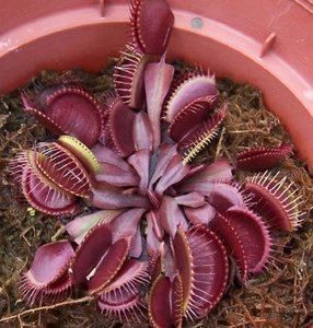 Dionaea muscipula "Red Dragon Flytrap"