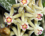 Load image into Gallery viewer, Hoya curtisii
