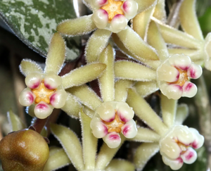 Hoya curtisii