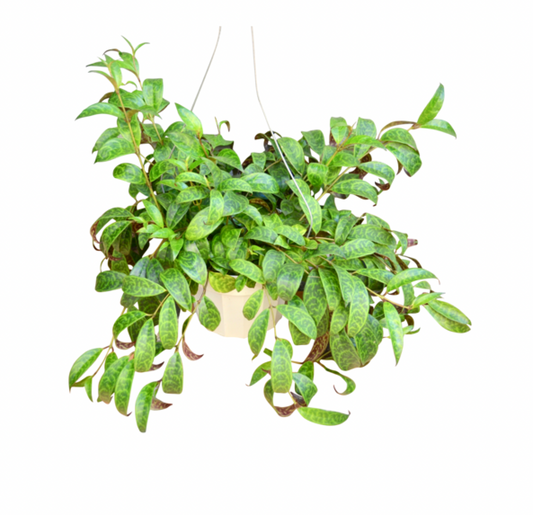 Black Pagoda Lipstick Plant