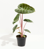 Load image into Gallery viewer, Alocasia &#39;Pink Dragon&#39; AKA &quot;Morocco&quot;
