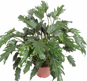 Philodendron 'Xanadu'