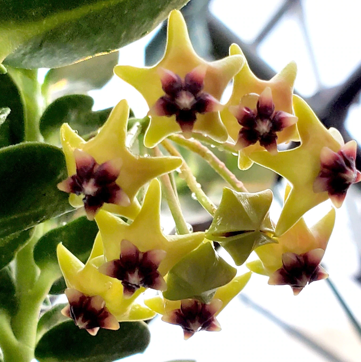 Hoya cumingiana
