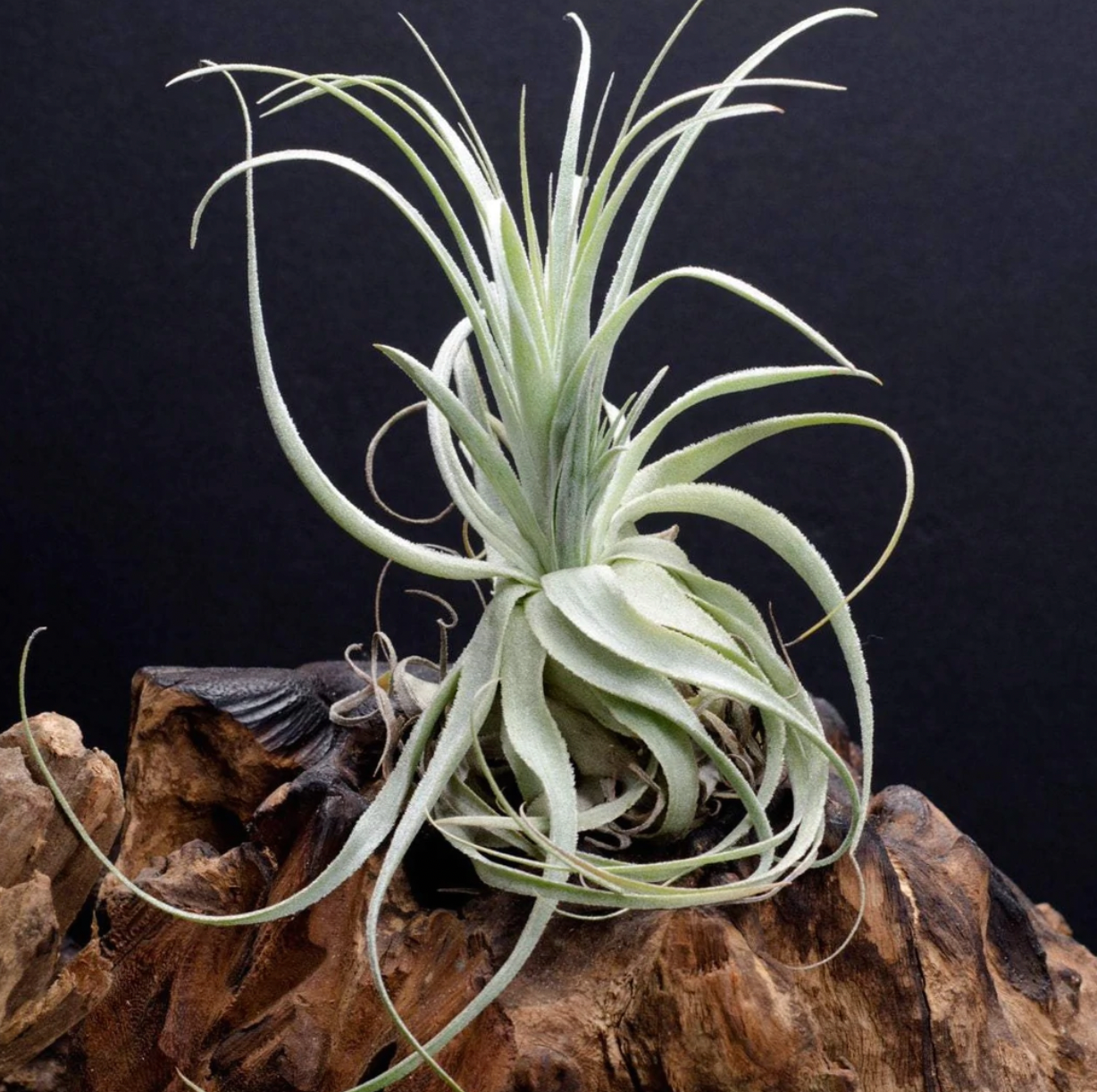 Tillandsia gardneri