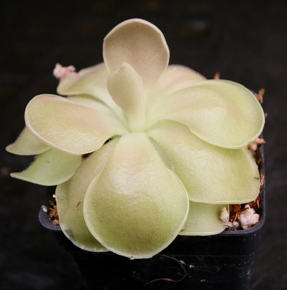 Pinguicula 'Weser'