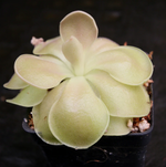 Load image into Gallery viewer, Pinguicula &#39;Weser&#39;
