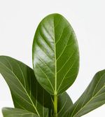 Load image into Gallery viewer, Ficus &#39;Audrey’
